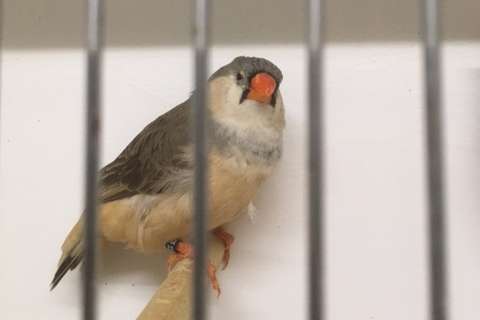 zwartborst / split oranjeborst