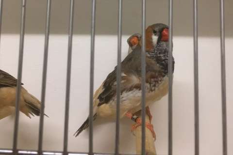 zwartborst / split oranjeborst