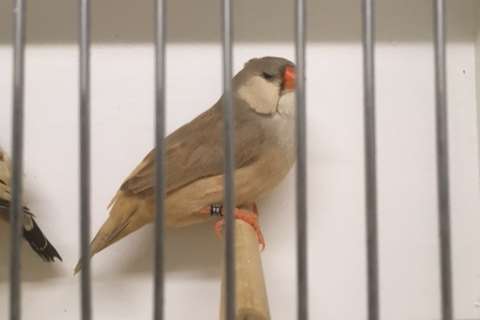 zwartborst / split oranjeborst