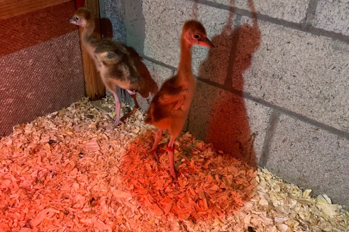 jonge grijze kroonkraanvogel
