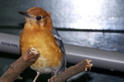 1-1 kweekkoppel damalijsters