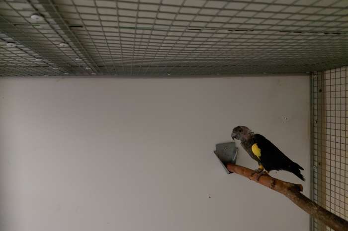 poicephalus rueppellii / ruppel-papegaai.