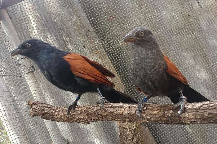 greater coucal (centropus sinensis)