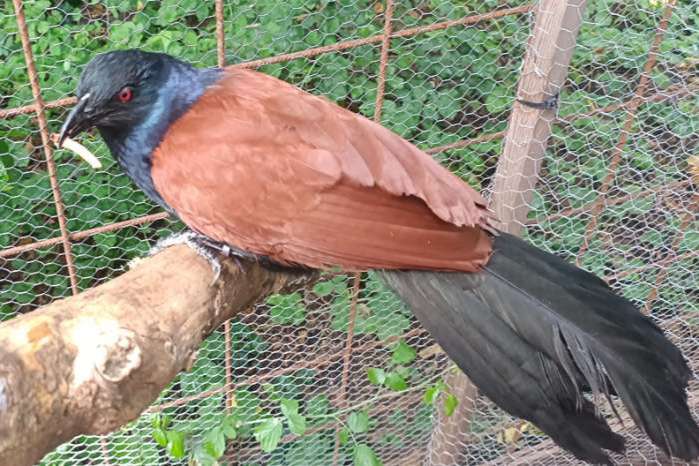 greater coucal (centropus sinensis)