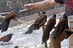 greater coucal (centropus sinensis)