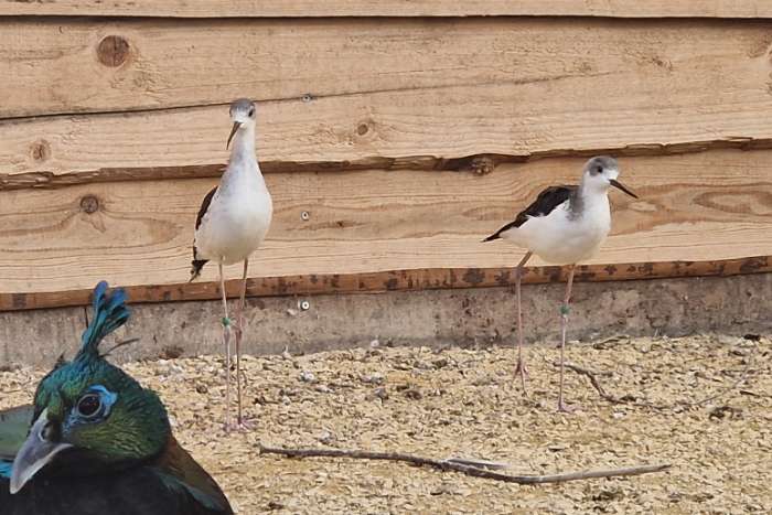 koppel europese steltkluut | himantopus himantopus | 2025