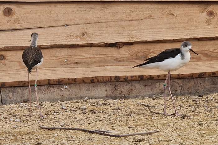koppel europese steltkluut | himantopus himantopus | 2025
