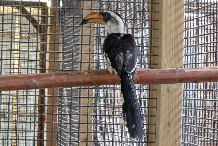 man von der deckens tok beschikbaar