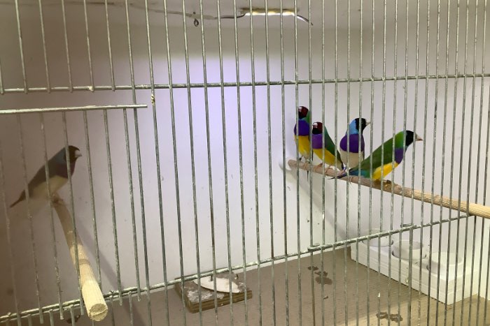 te koop gouldamadines