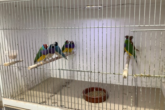 te koop gouldamadines