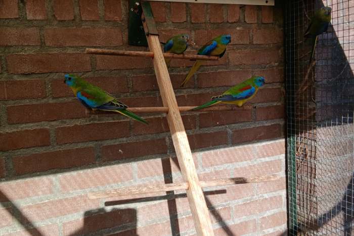 turquoisine parkieten wildkleur