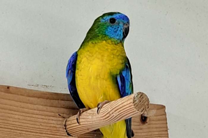 turquoisine parkieten