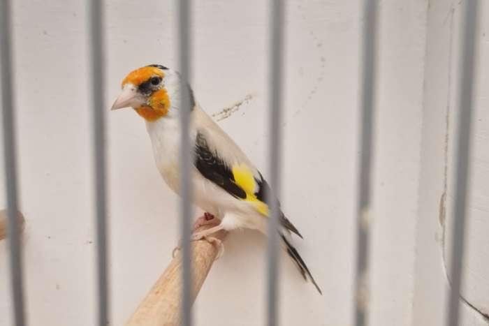 majoorputter pop agaat.