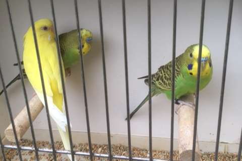 budgies - groene kleurgrasparkiet  - ino groen