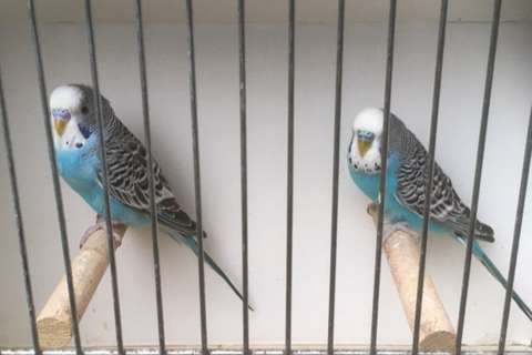 blauwe kleurgrasparkiet