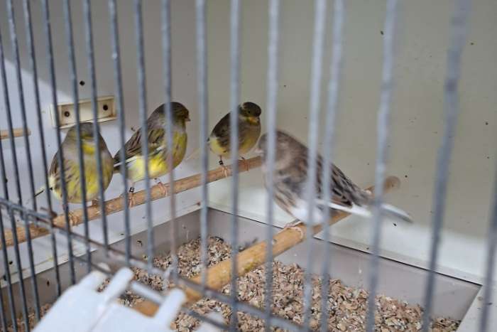 nog 5 koppels glosters te koop