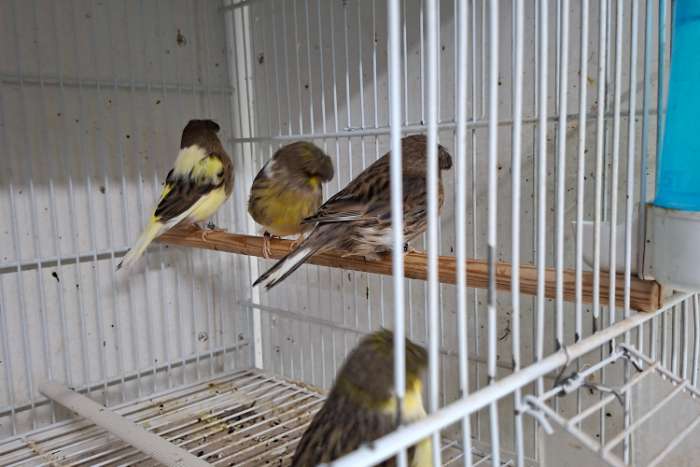 nog 5 koppels glosters te koop