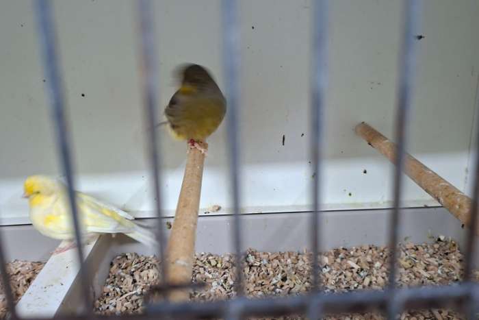 nog 5 koppels glosters te koop