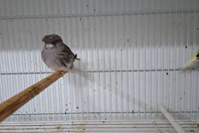 nog 5 koppels glosters te koop