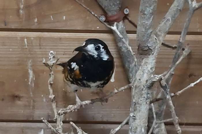 kastanjerug lijster man