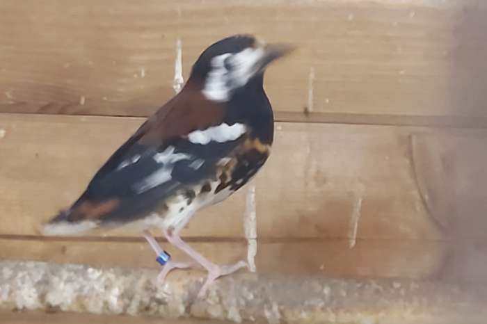 kastanjerug lijster man