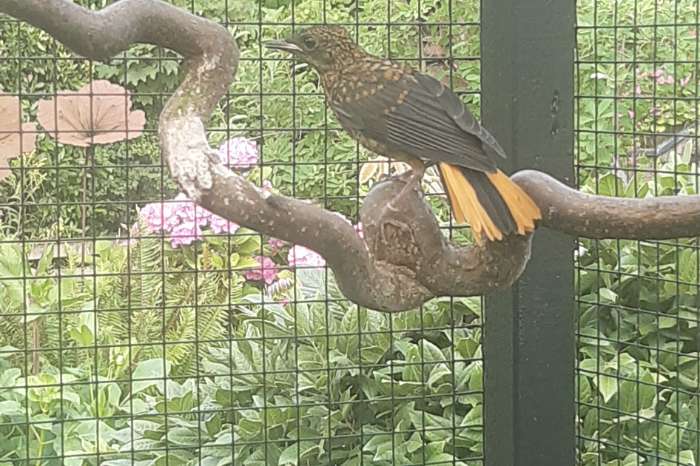 1-2 sneeuwkruintapuiten