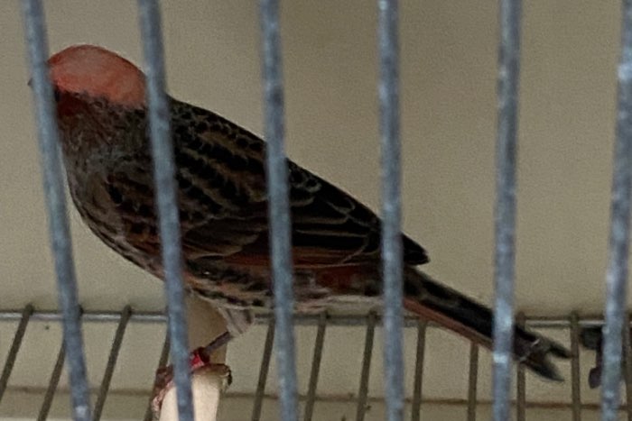 koppels rode lizards