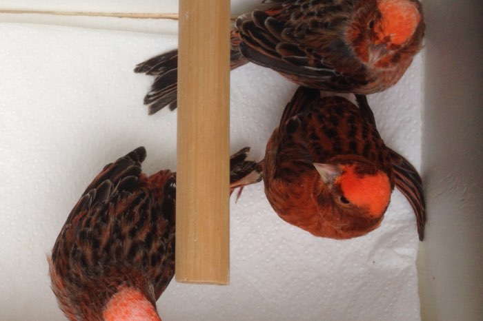 koppels rode lizards