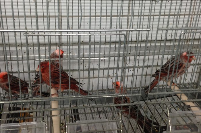 koppels rode lizards