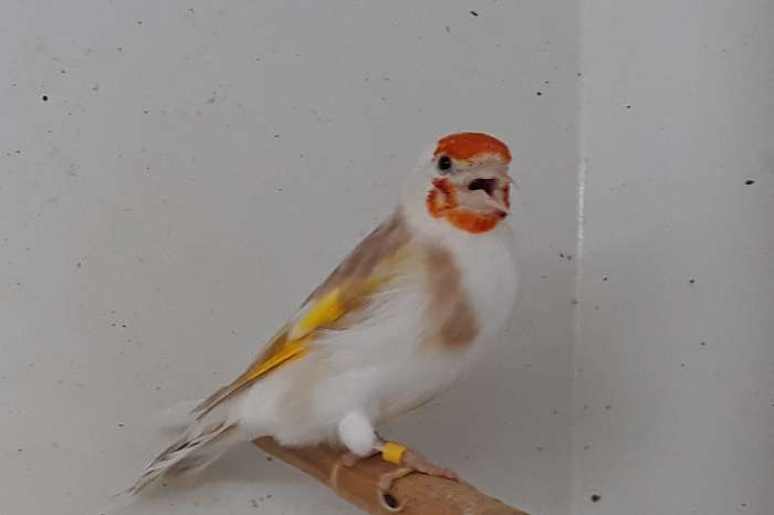 bruinpastel majoor putter mannen