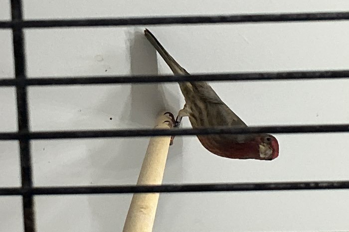 te koop koppel mexcikaanse rood mussen