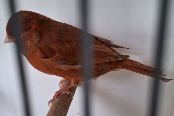 rood bruin intensief split phaeo