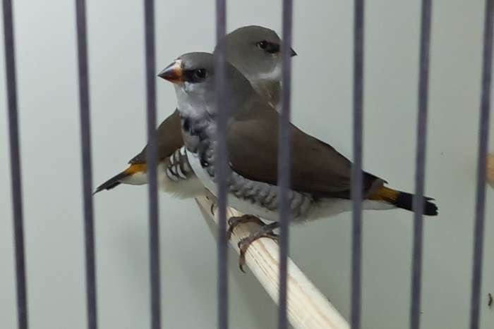 oranjestuit diamantvinken