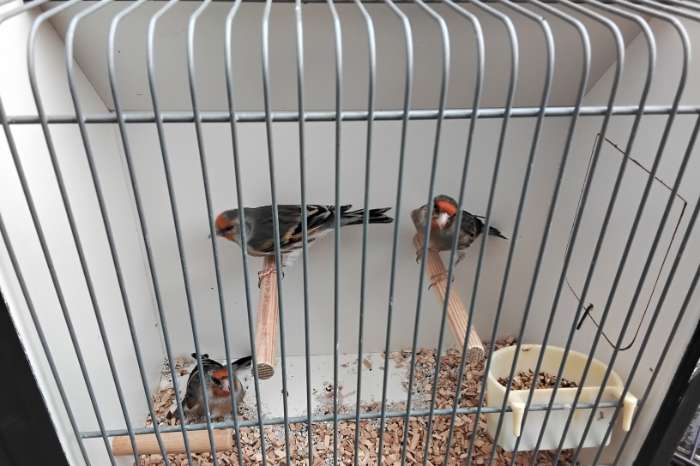 bastaarden putterxkanarie  kapoetsijsxkanarie