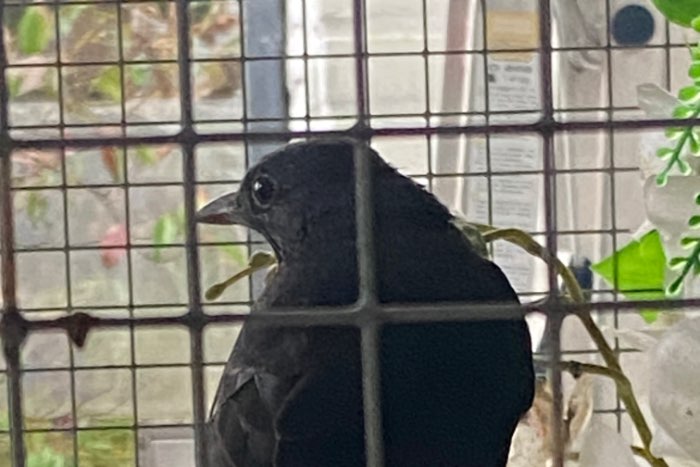 merel man kweek 2025