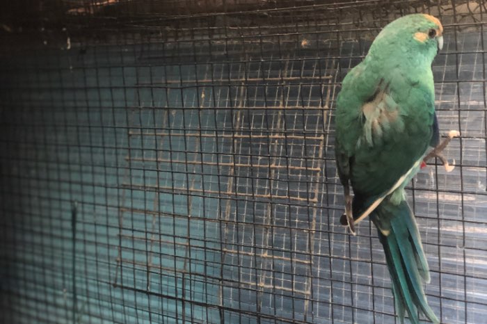 kweekkoppel kakarikis van 2024