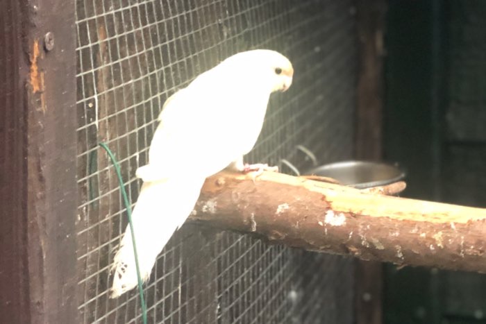 kweekkoppel kakarikis van 2024