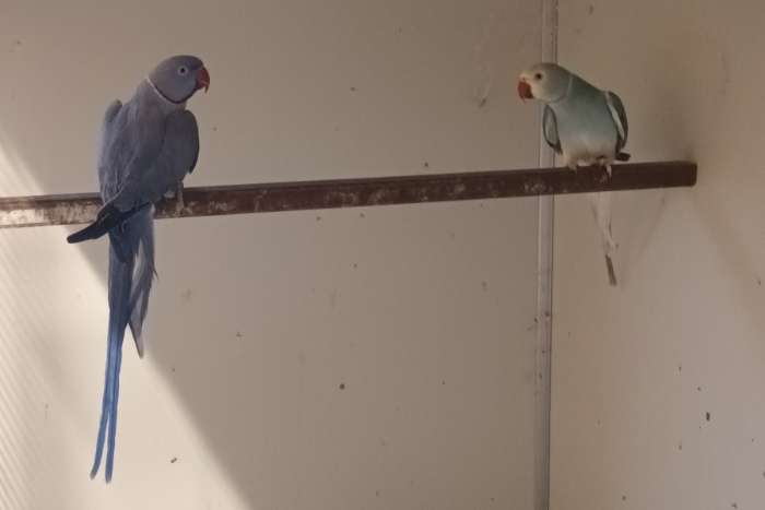 halsbanden halsbandparkieten ringnecks aan spotprijzen