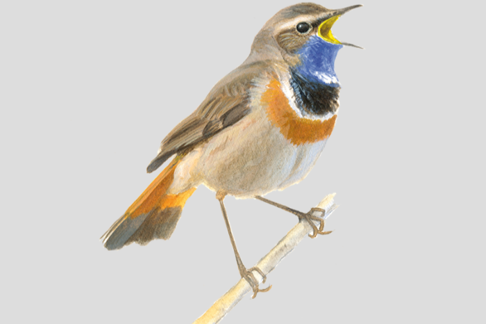 witgesterde blauwborsten 2-0 van 2025