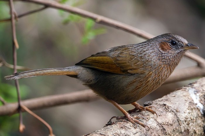 borstellijstergaai (garrulax lineatus)