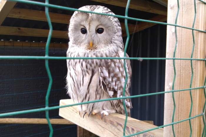 te koop: oeraluil man