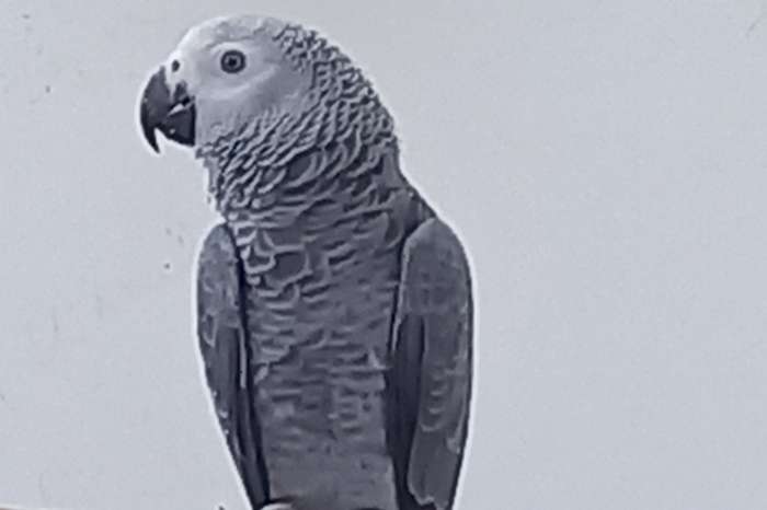 grijze roodstaart pop