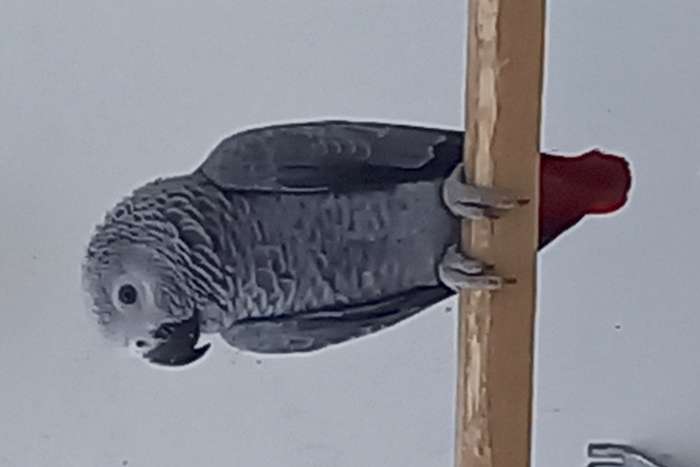 grijze roodstaart pop