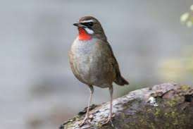 gevraagd: roodkeel nachtegalen