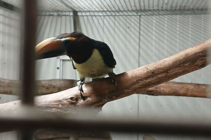 pteroglossus viridi pop