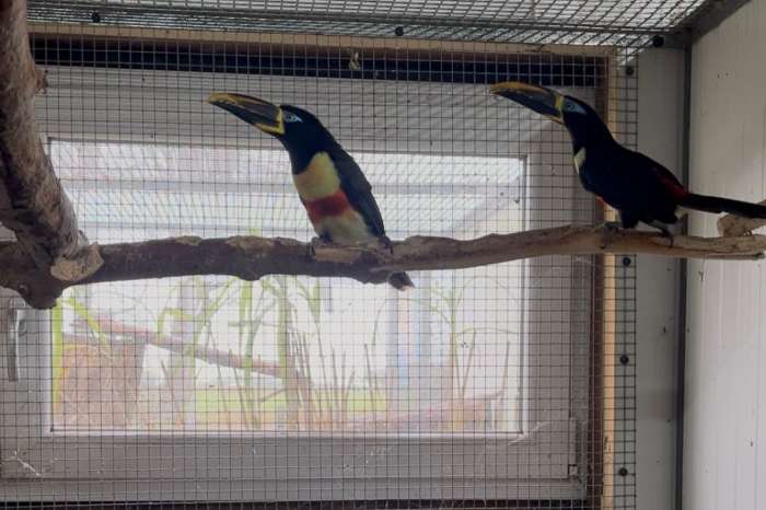 pteroglossus castanotis koppel