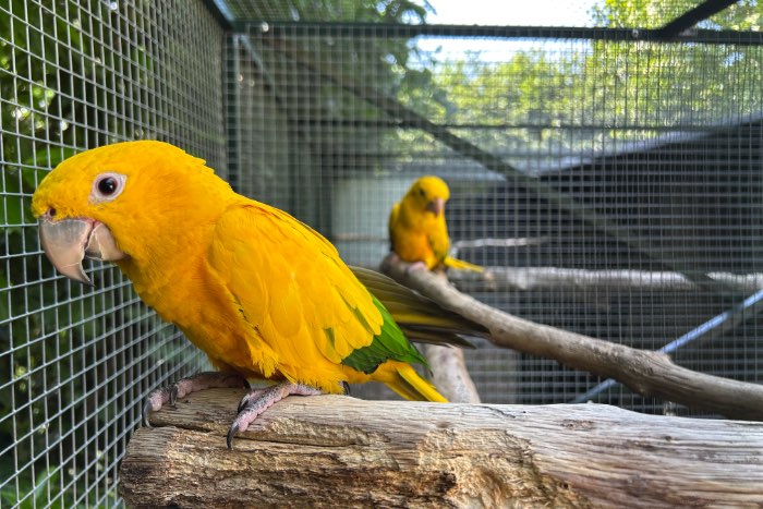 goudparkiet, ducorps,rosé kaketoe