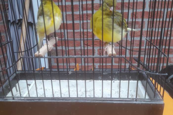 te koop hele mooie tt kwaliteit fife fancy's