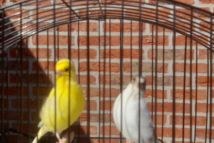 te koop hele mooie tt kwaliteit fife fancy's