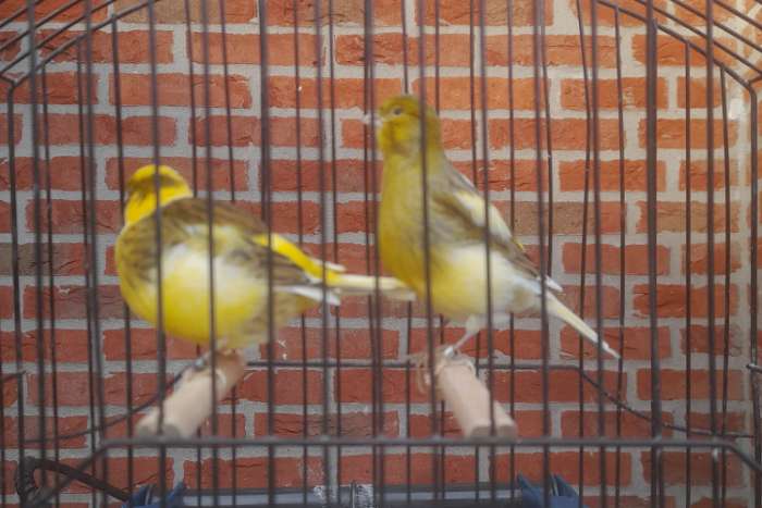 te koop hele mooie tt kwaliteit fife fancy's